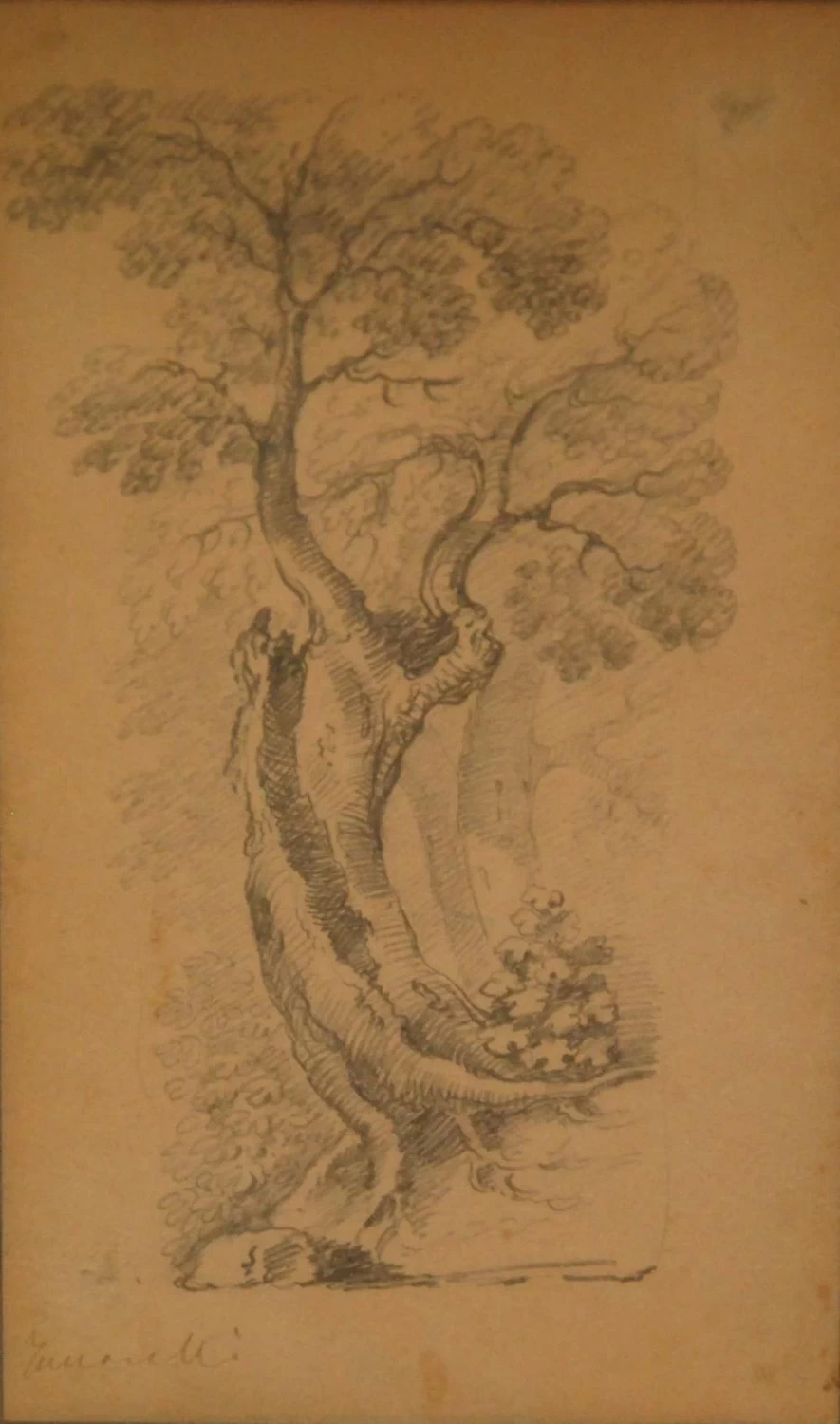 Albero